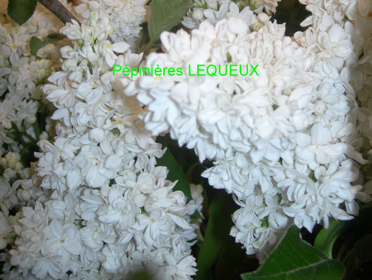 LILAS  BLANC